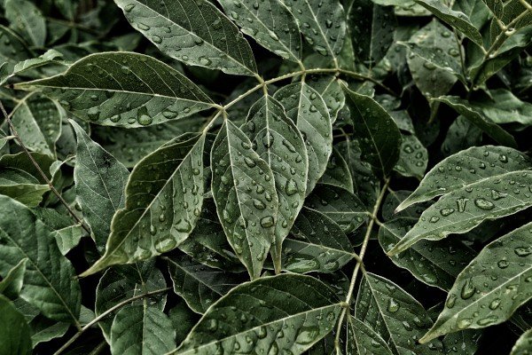八年级暑假日记800字左右（5篇）