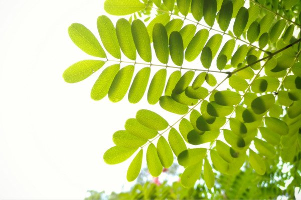 高中植树节作文600字【五篇】