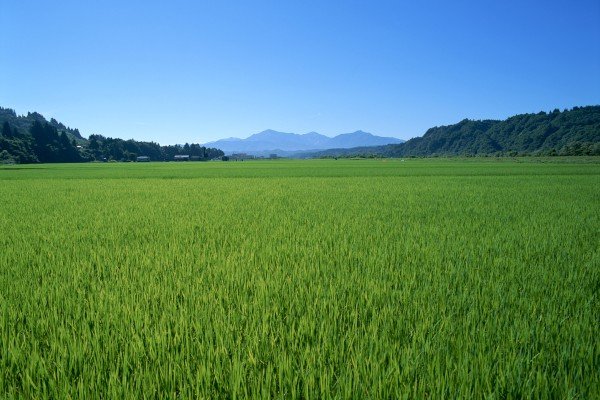 小学六年级植树节作文500字【六篇】