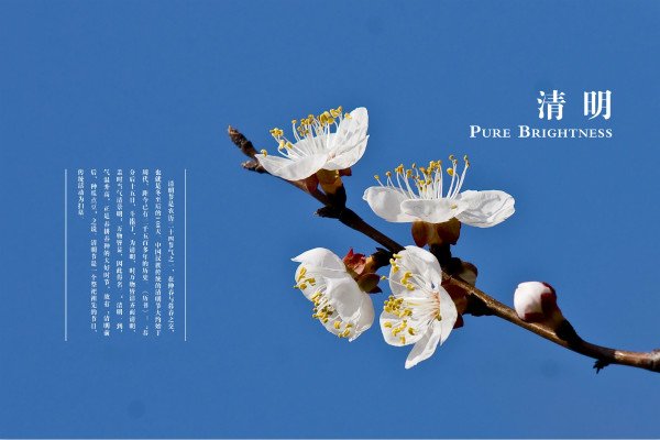 高二关于清明节作文700字