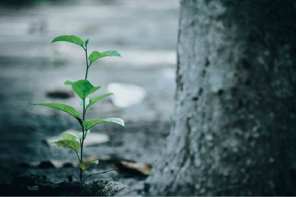 幼儿园植树节演讲稿5篇