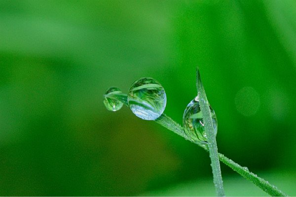 3.12植树节发言稿500字五篇