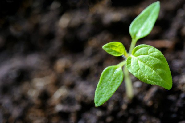 植树节演讲稿范文800字