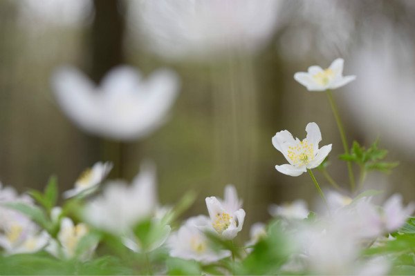 传统文化清明节演讲稿5篇