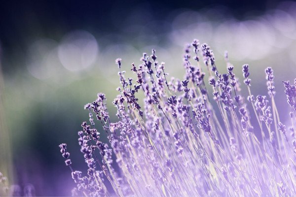 清明节主题演讲稿五篇